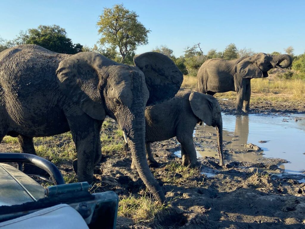 elephant up close