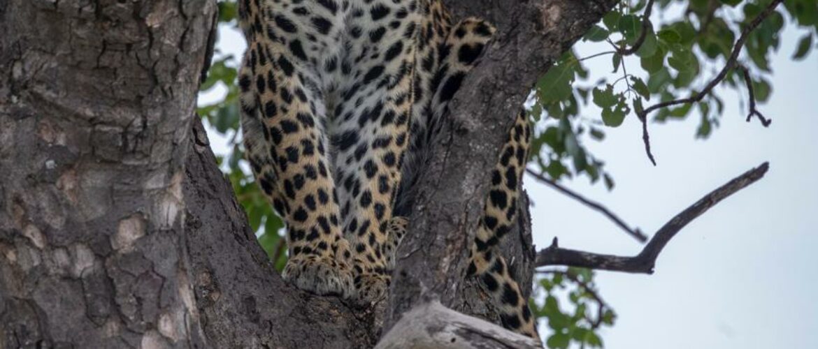 Latest Wildlife Sightings: Dry Season Delivering Epic Encounters