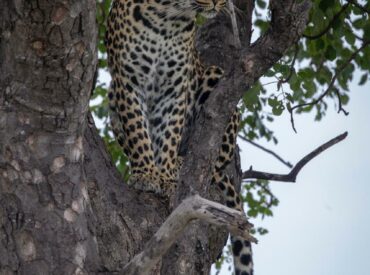 Dry season in the African bushveld is known for delivering spectacular sightings and this season has been full of epic, action-packed encounters. From big cats to birds of prey, the predator-prey action has been off the charts. Here are the latest wildlife highlights and sightings from our collection of camps in the Greater Kruger and […]