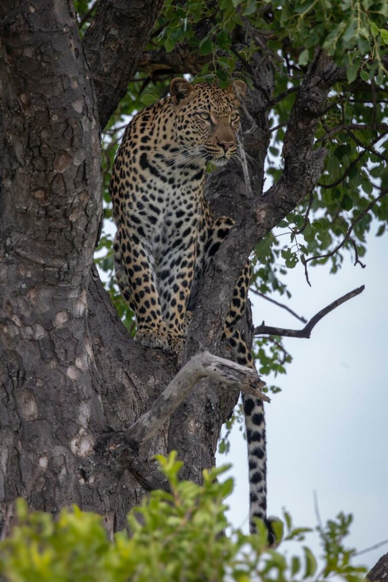 Latest Wildlife Sightings: Dry Season Delivering Epic Encounters