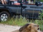 This is a fantastic example of how unpredictable a game drive can be, and how paying attention to the signs and sounds of the bush can lead to an epic, once-in-a-lifetime sighting! Regular guests, Mike and Fiona Clark, are back at their familiar holiday spot in the Klaserie – nThambo Tree Camp. After plenty of […]