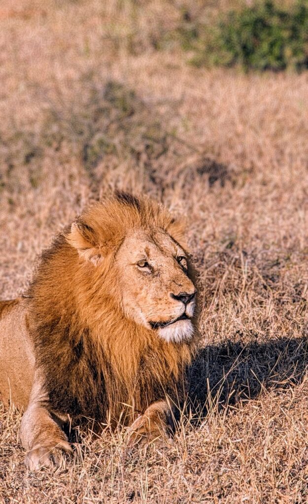 lion 