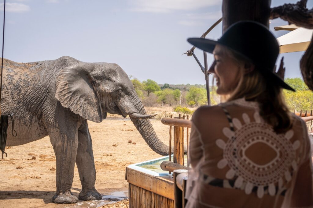 elephant at pool
