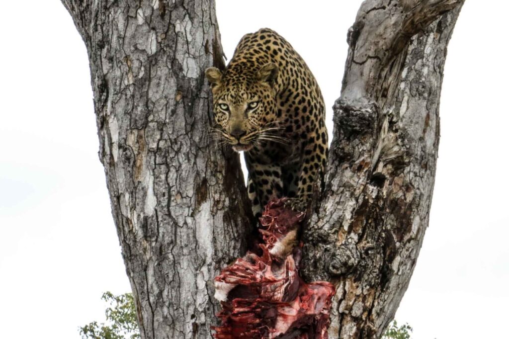 Leopard and kill