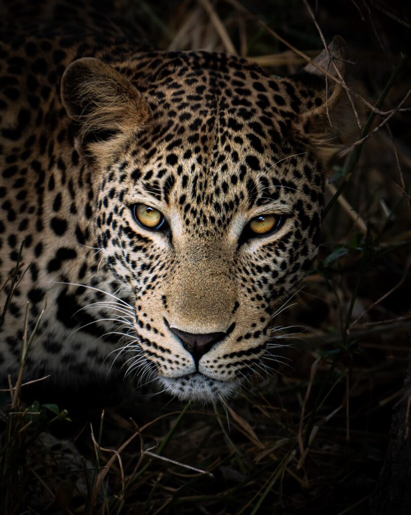 leopard