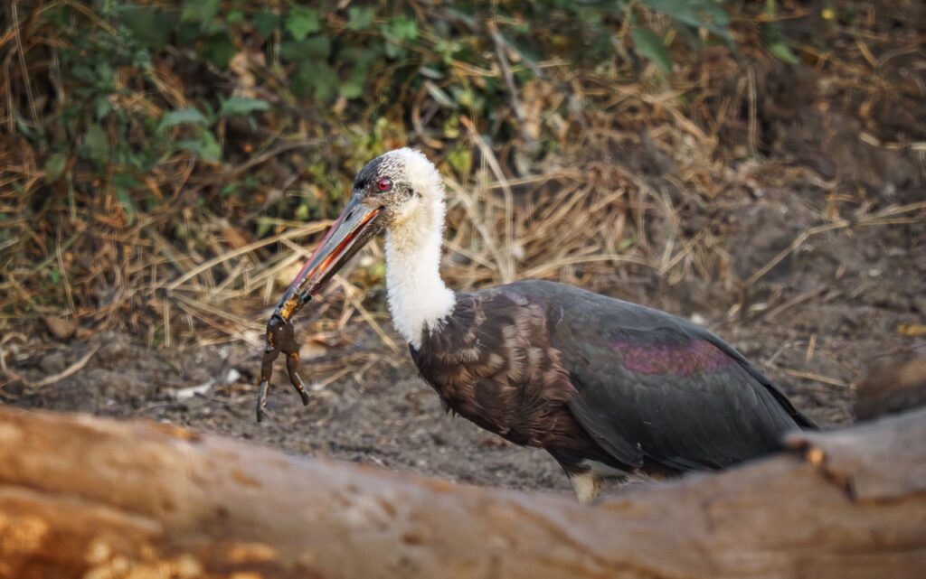 marabou with frog