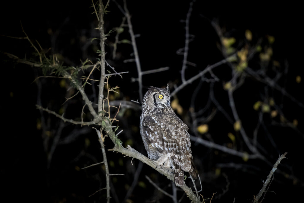 Owl