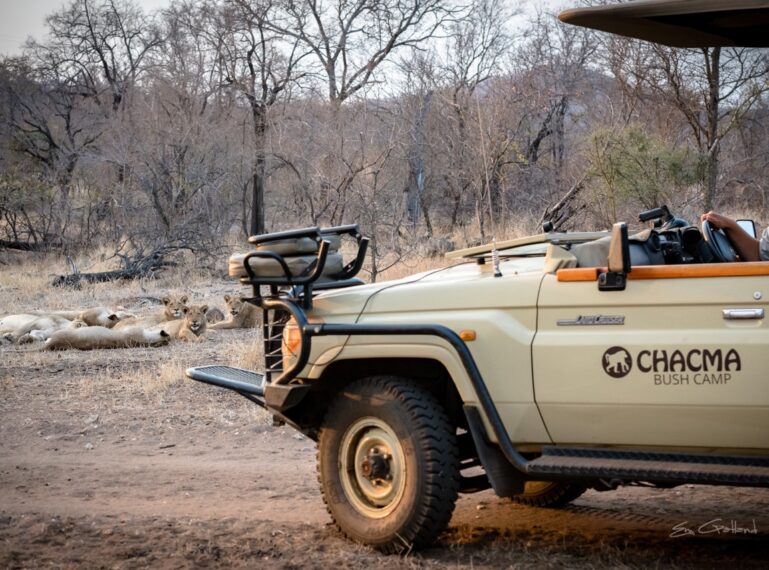 Expert Guides to the Wild: Chacma Bush Camp