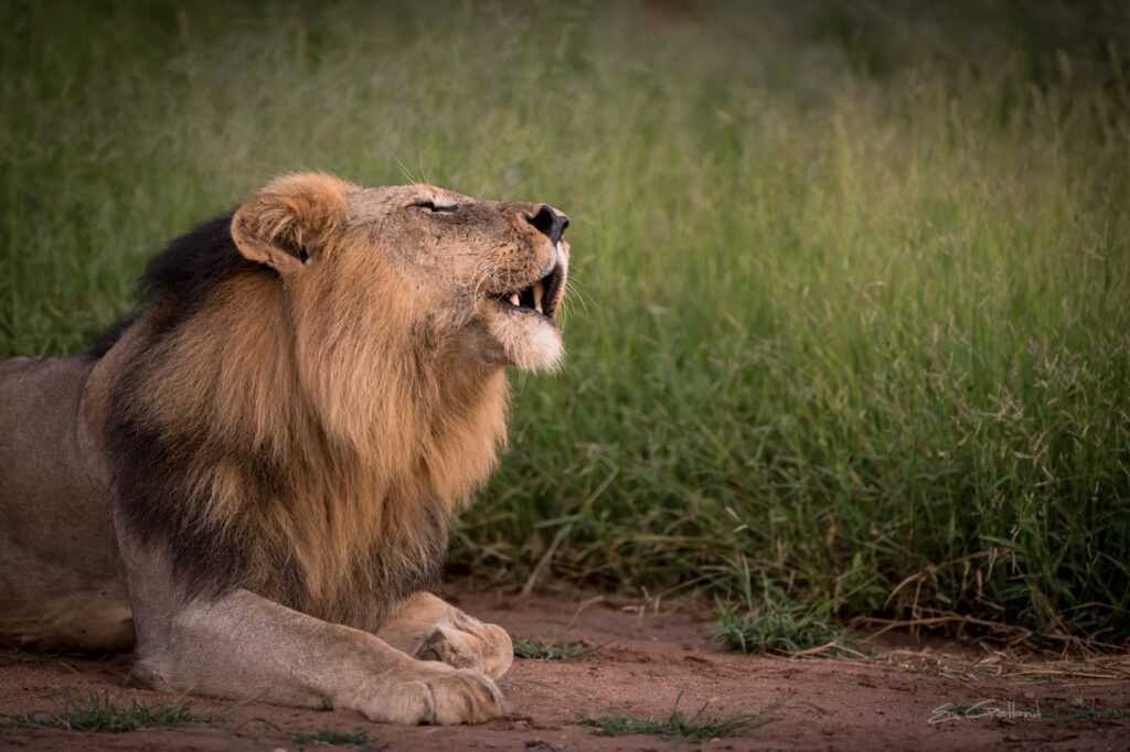 lion calling