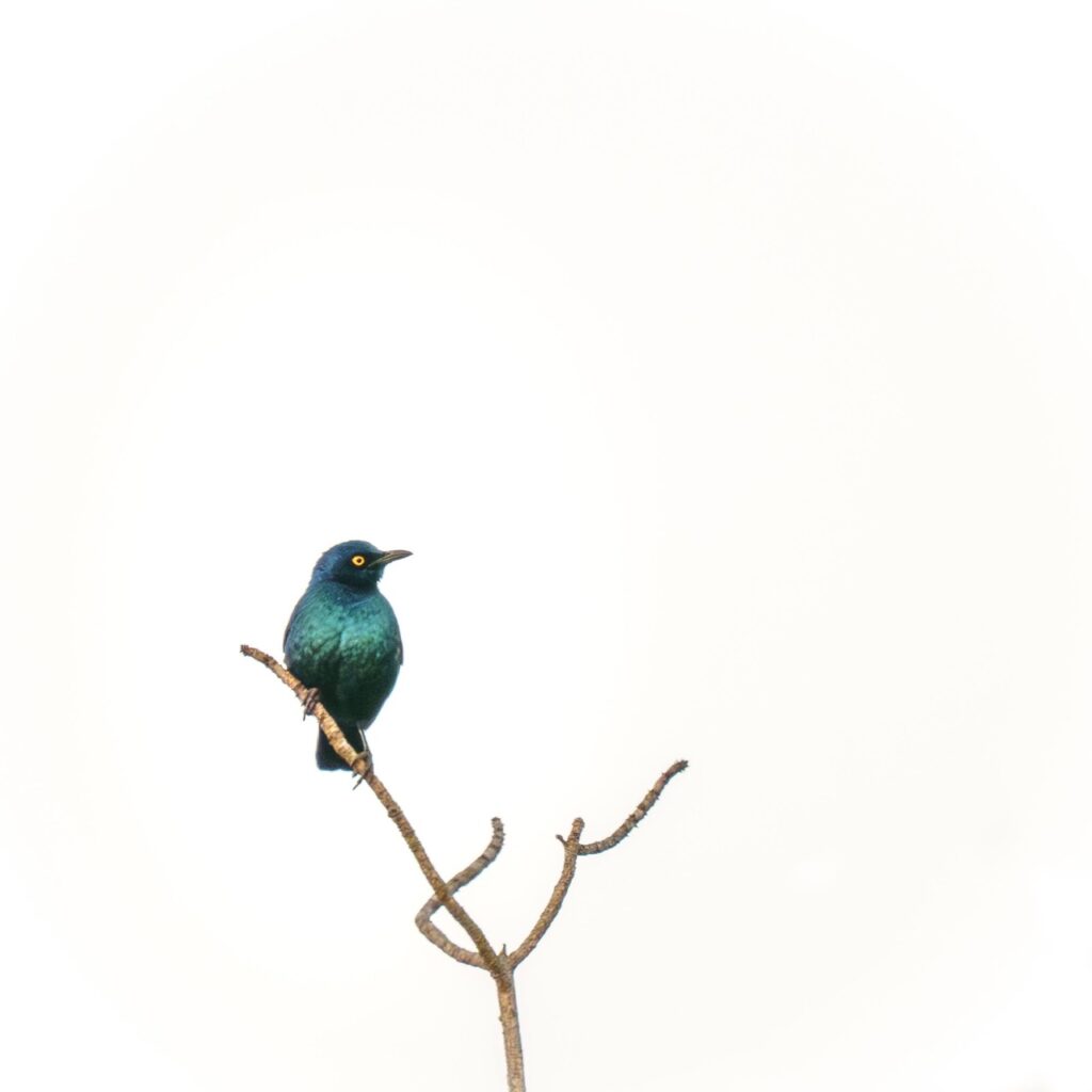 starling
