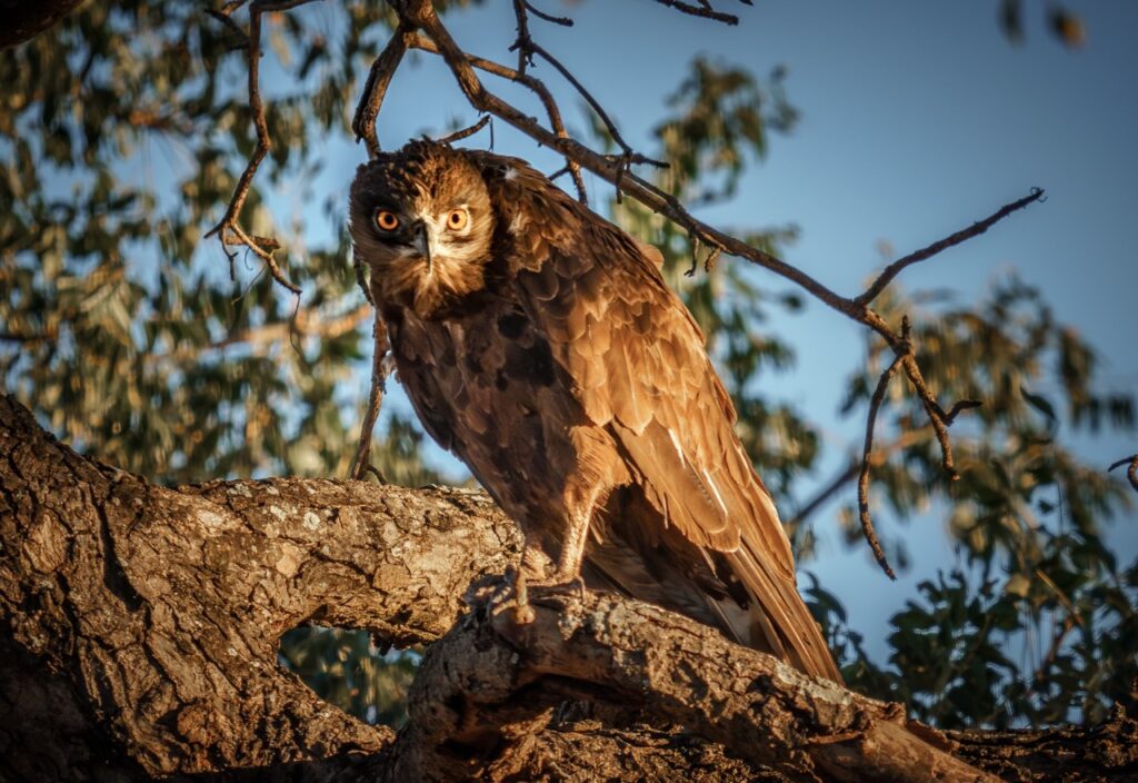brown snake eagle