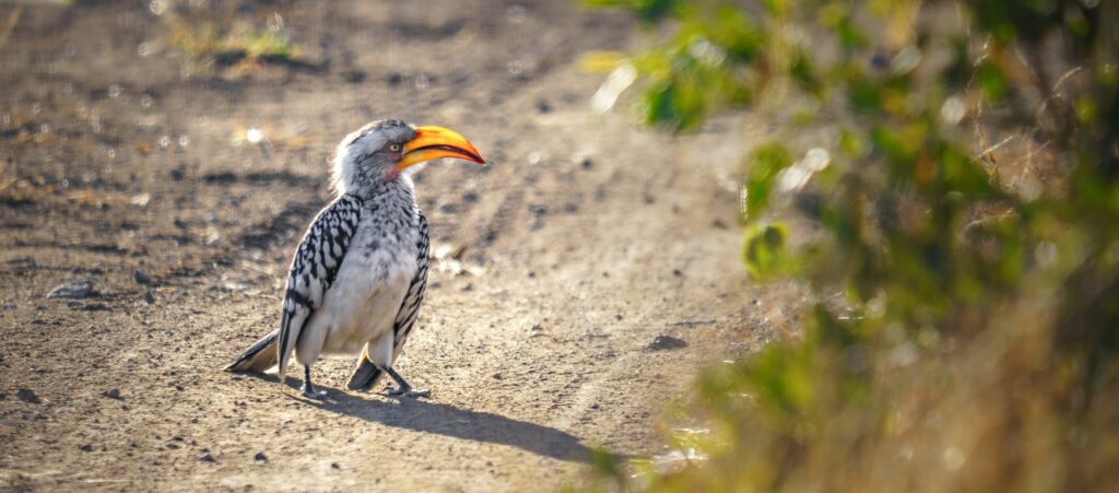 Hornbill
