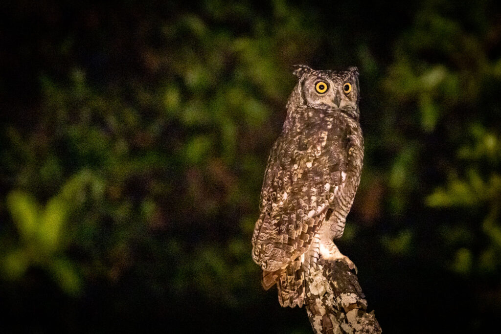 owl