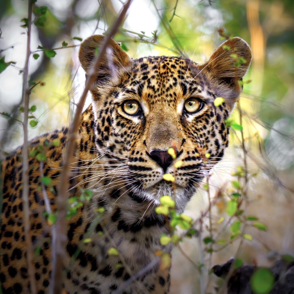 leopard