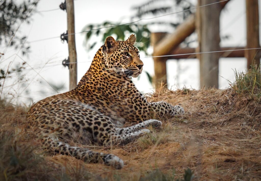 leopard