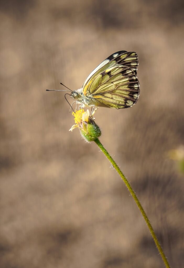 butterfly