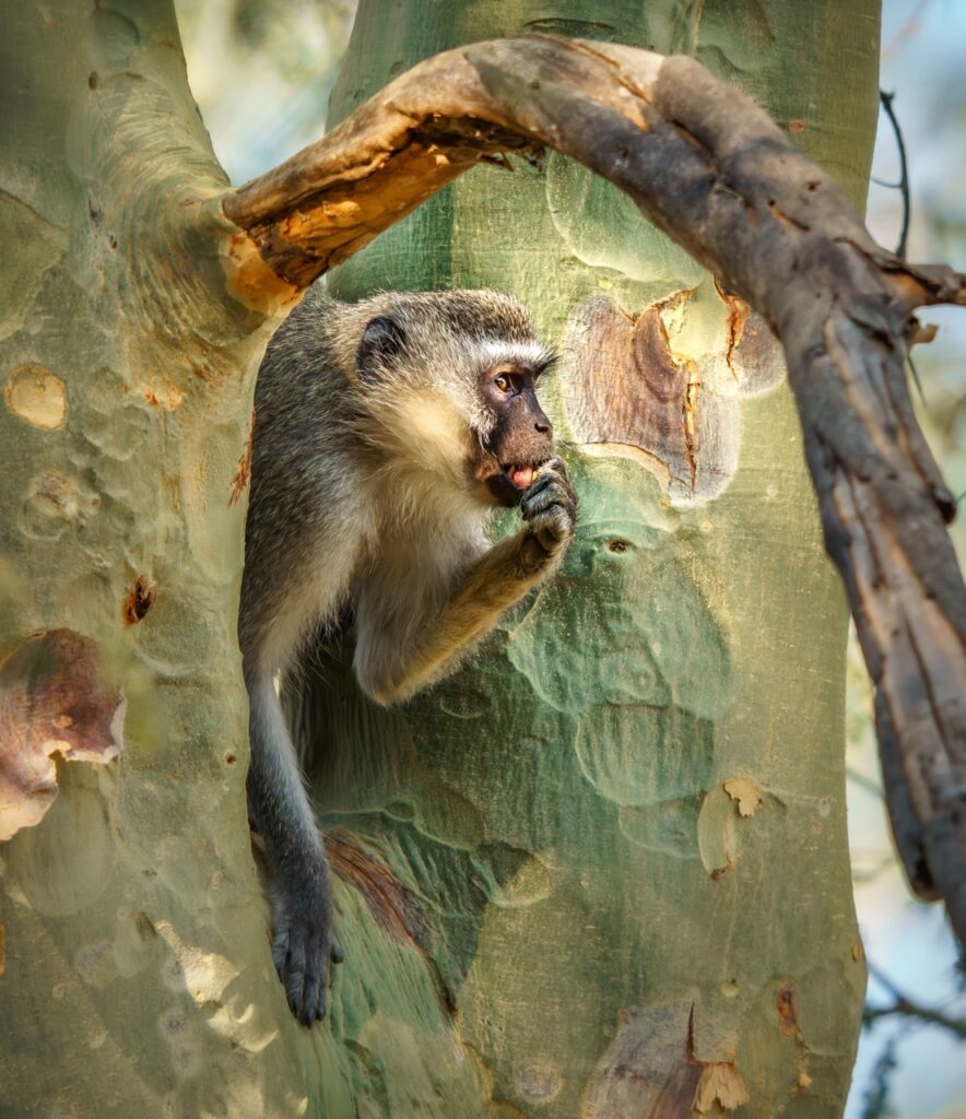 vervet