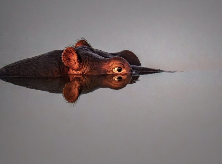 Through the lens of a guest: Paul Zimmer experiences Umkumbe Safari Lodge