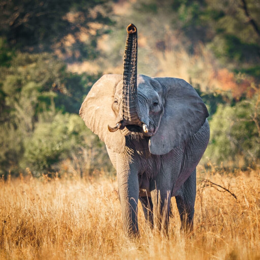 elephant