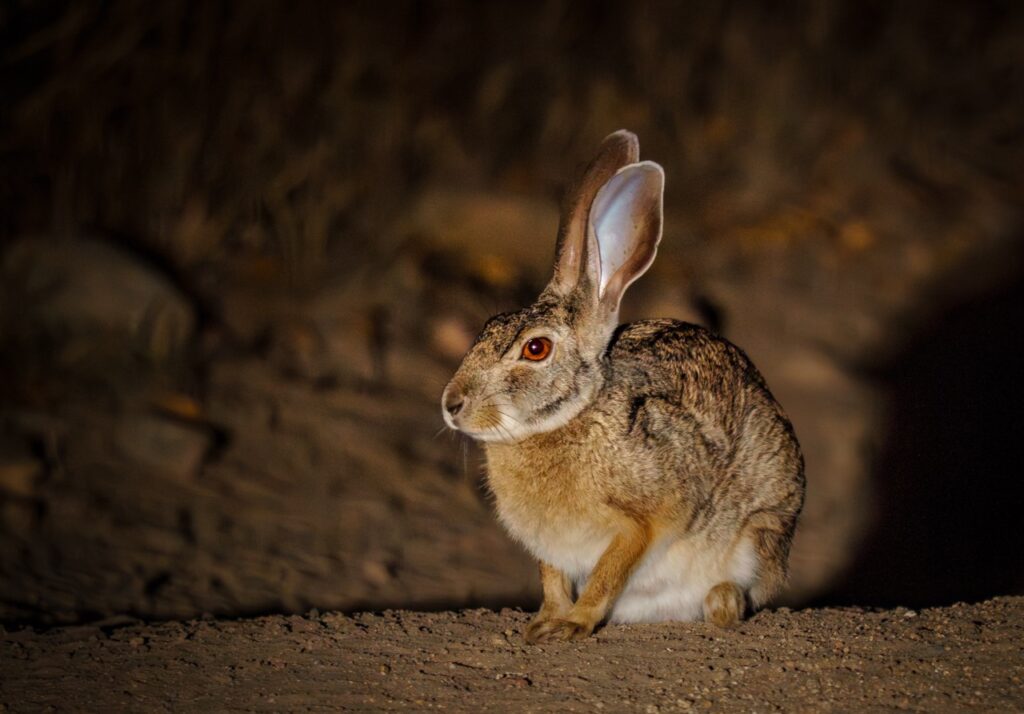 spring hare