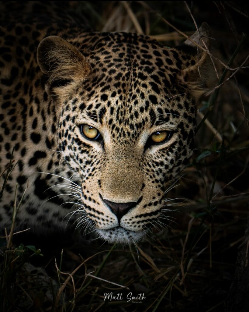 leopard