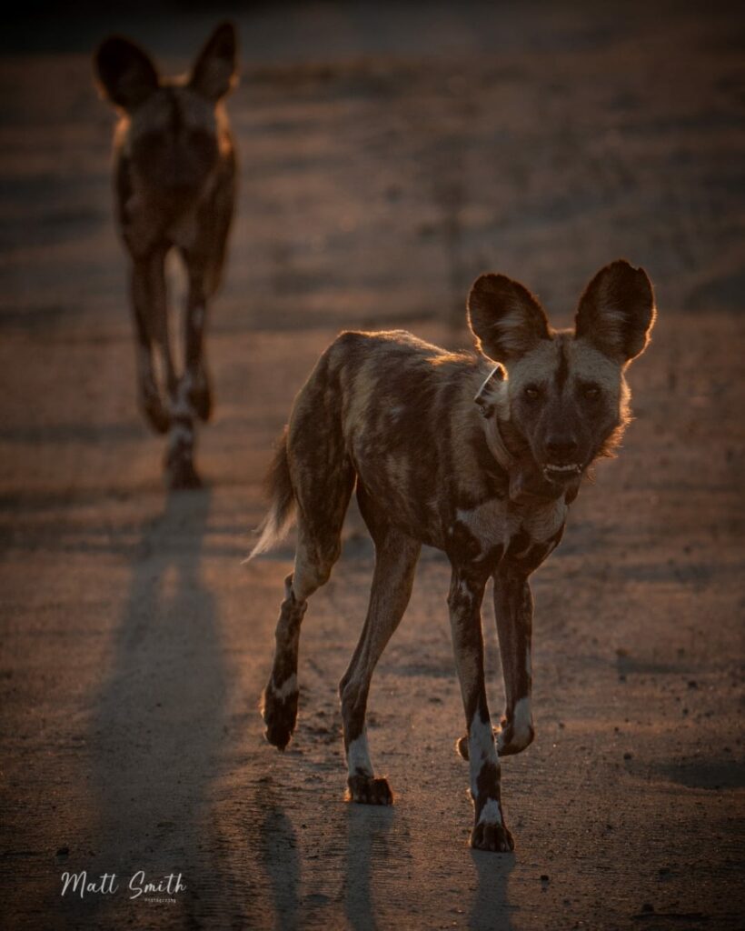 wild dog