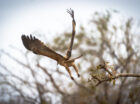 Dry season in the African bushveld is known for delivering spectacular sightings and this season has been full of epic, action-packed encounters. From big cats to birds of prey, the predator-prey action has been off the charts. Here are the latest wildlife highlights and sightings from our collection of camps in the Greater Kruger and […]