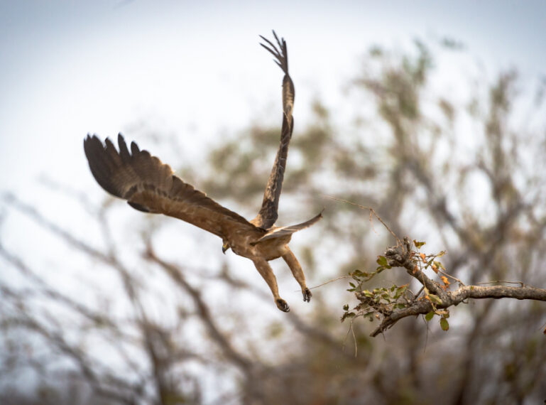 Predators of the Skies: Birds of Prey in Action