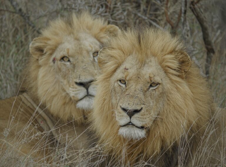 Masters of Disguise: The Art of Camouflage and Natural Adaptation in the Wild