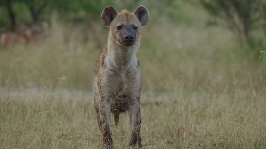 hyena
