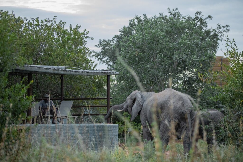 Africa on Foot elephant at camp