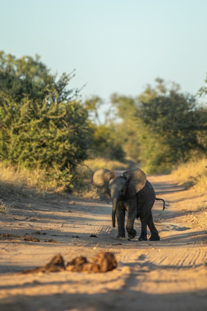 baby elephant