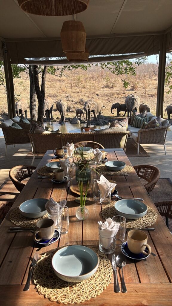 elephants at camp
