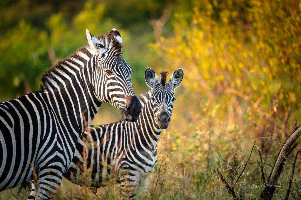 zebras