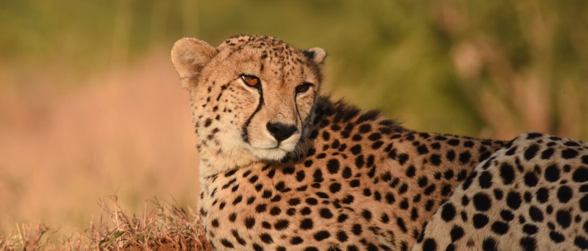 Wildlife Highlights: The Drama of Dry Season in The African Bushveld