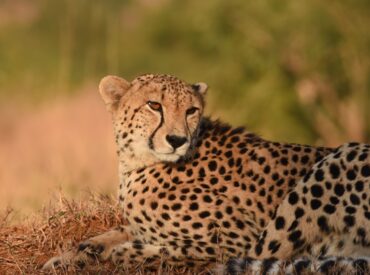 Nature has been putting on a dramatic and spectacular show in the African bushveld this dry season. As water sources dwindle and the bush thins out, there have been near-daily big cat sightings, bustling waterhole activity to heightened dramatic scenes of predator-prey stand offs.  The last few months have been wildly spectacular both on the […]