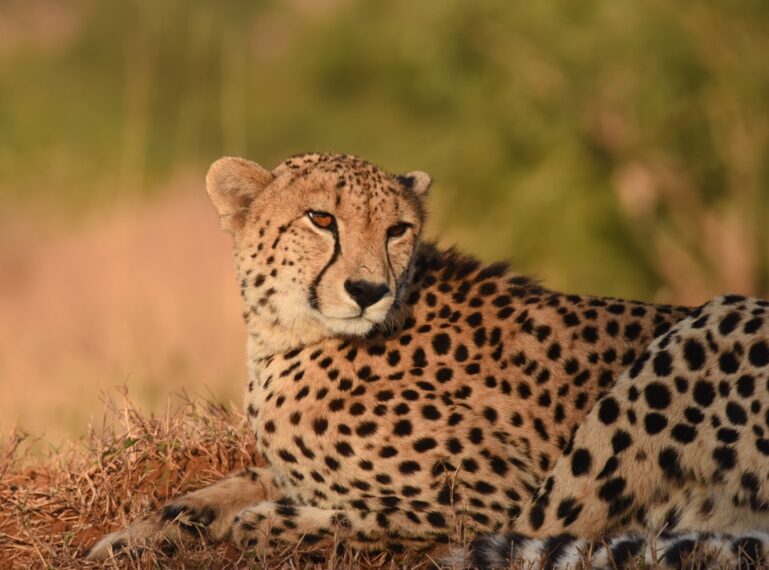 Wildlife Highlights: The Drama of Dry Season in The African Bushveld