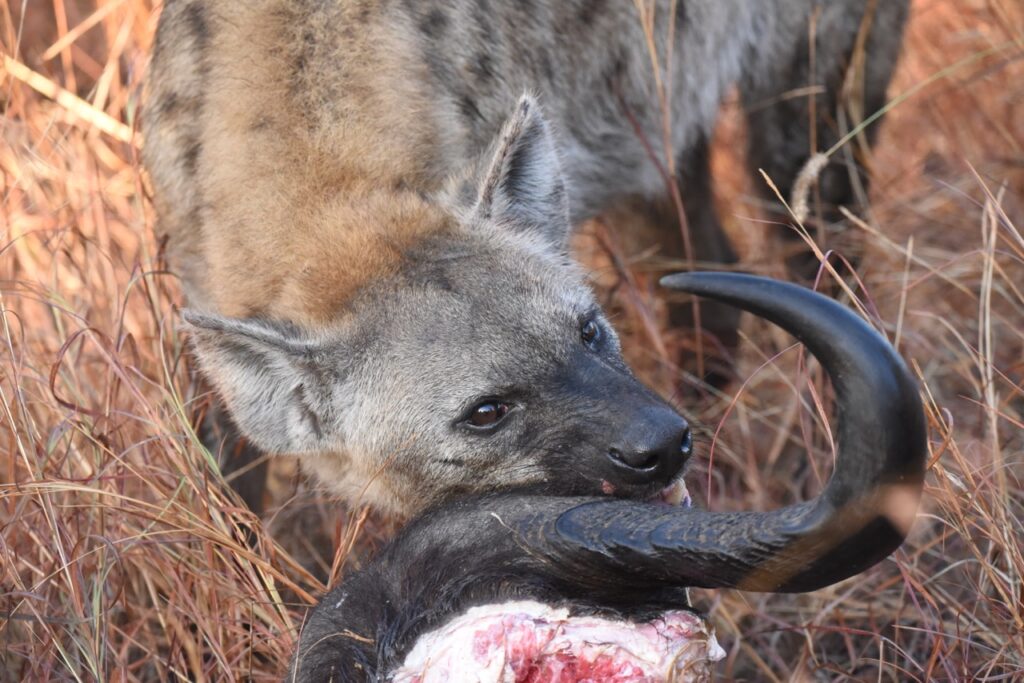hyena-predator-dryseason