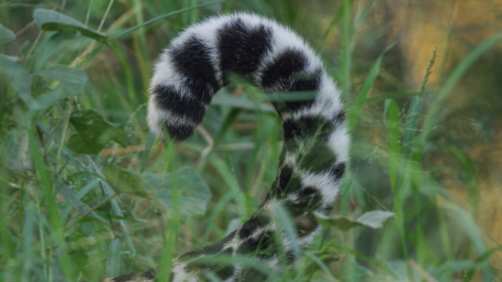 leopard tail