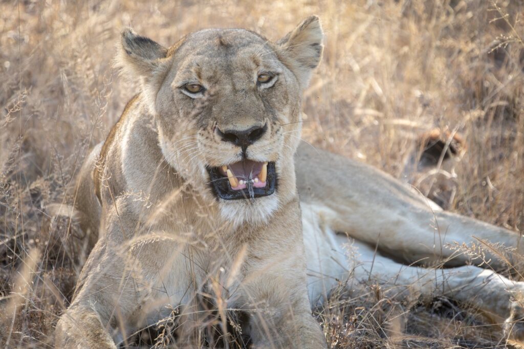 lionness