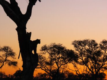 For many travellers, visiting the Greater Kruger is a once-in-a-lifetime experience. It boasts vast wilderness, rich wildlife, exceptional safari camps, and it will be a trip that you will never forget. To make the most of what the Greater Kruger has to offer, we have created a collection of curated safari itineraries. Each of these itineraries [&hellip;]
