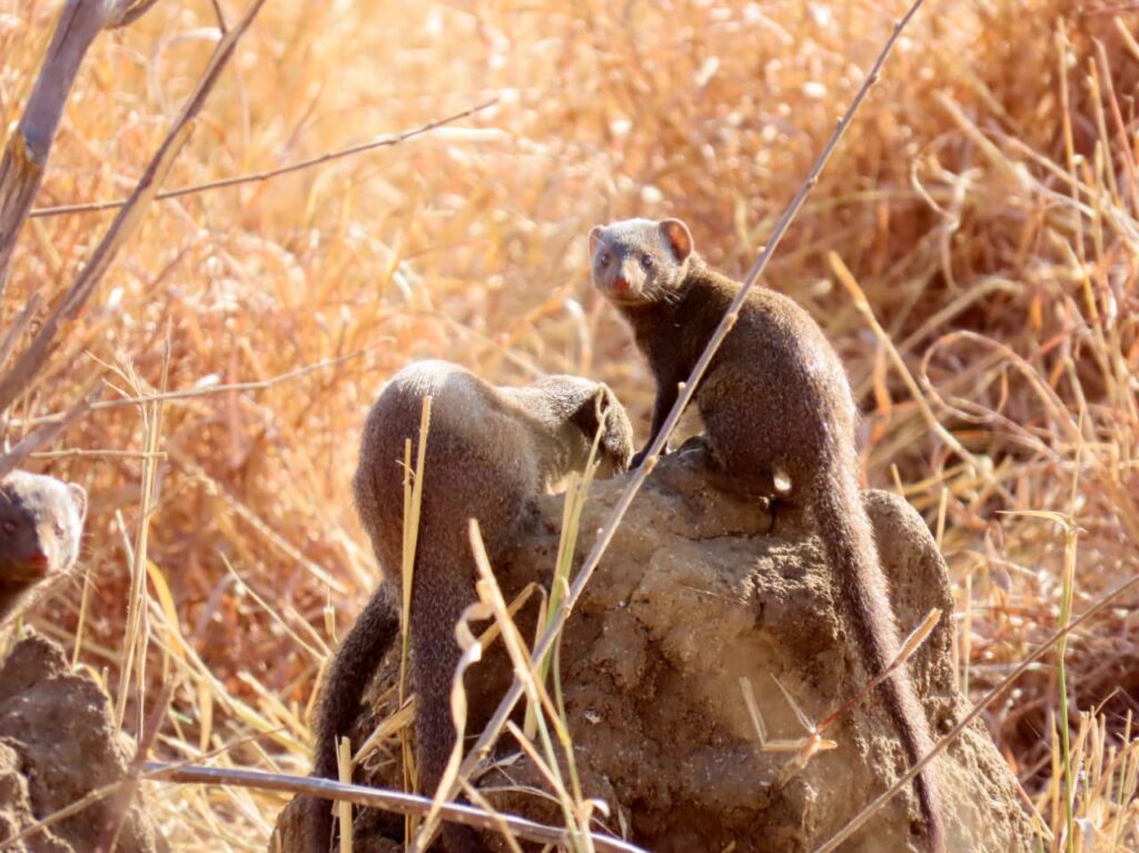 Mongoose