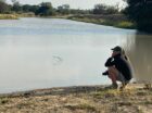 The large aquatic beasts and formidable bovids decided to enjoy a civil drink together at a waterhole close to the Umkumbe property. Renown for their big cat sightings and unique predator activity; the Sabi Sand is a premier reserve classified as a hotspot for wildlife. Today, we’ve pushed the big cats to the background and have allowed […]