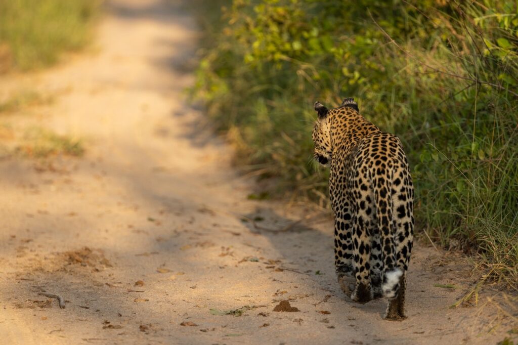 leopard