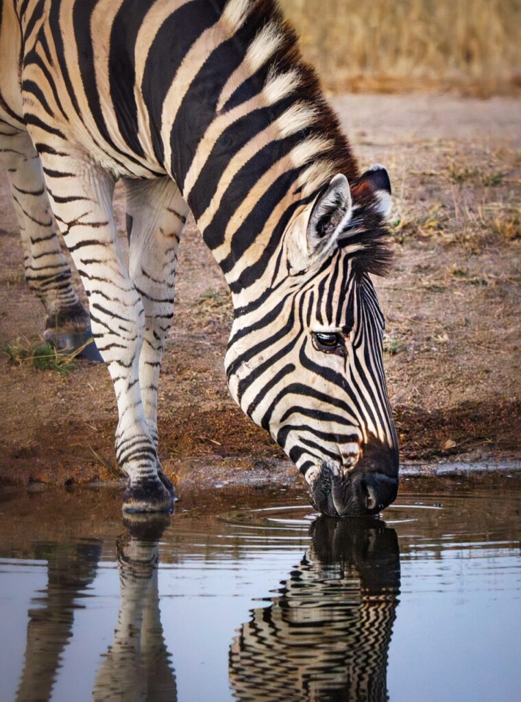 zebra