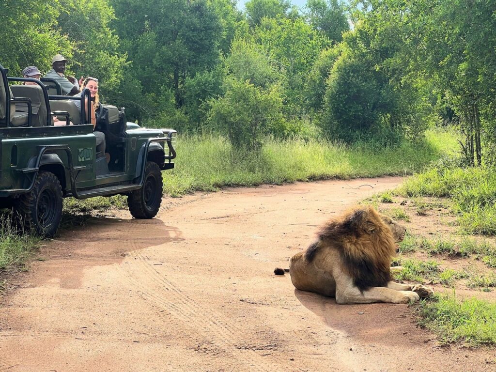Guided game drive with lion