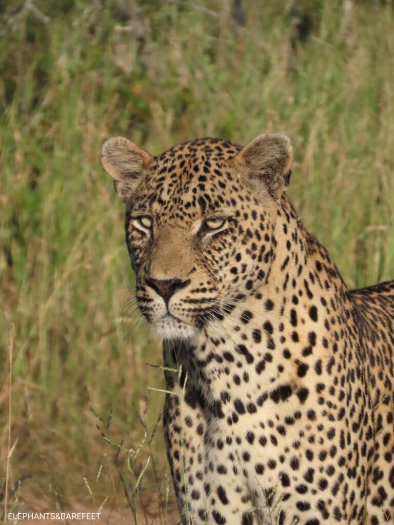 Close up leopard 