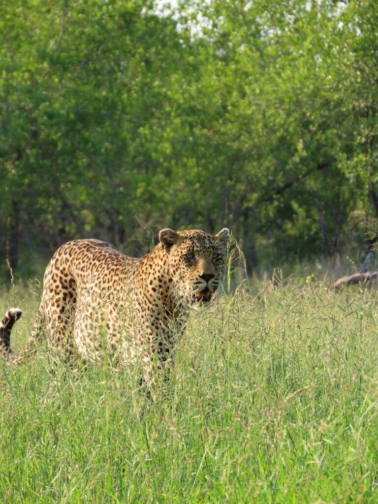 Leopard