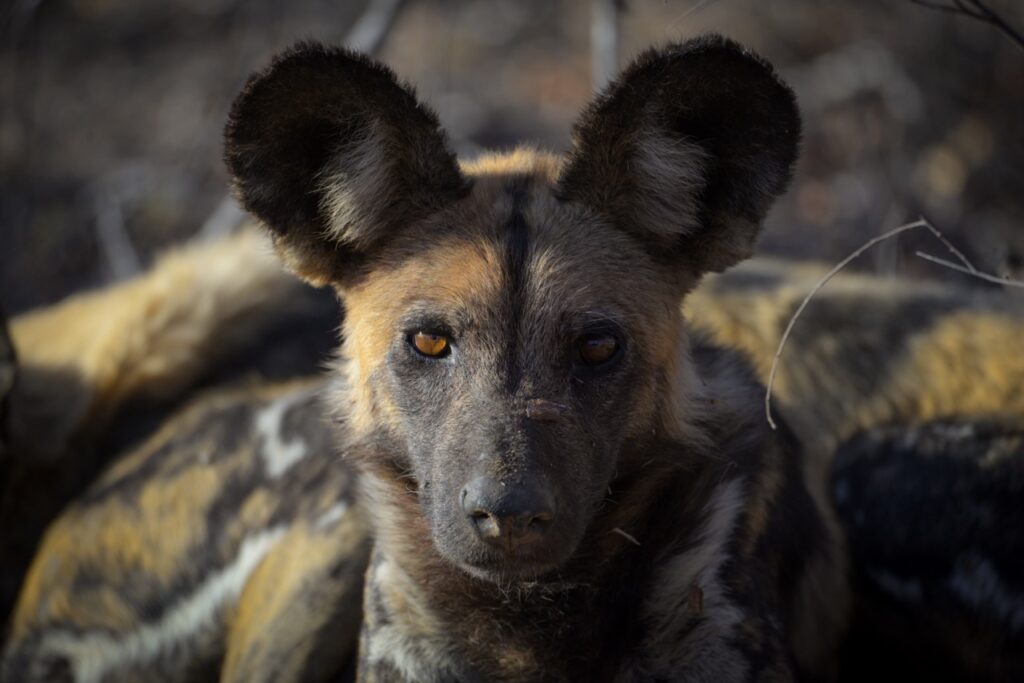 Wild dog by Kevin maclaughlin
