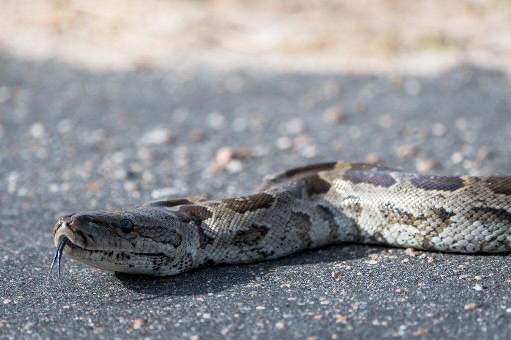 puff adder on road
